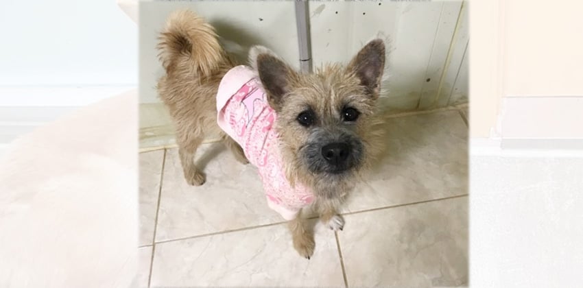 Carni is a Small Female Terrier mix Korean rescue dog