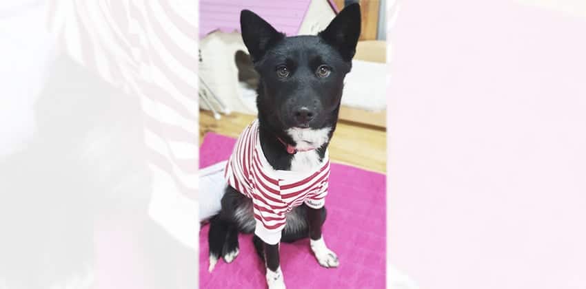 Carrie is a Medium Female Jindo mix Korean rescue dog