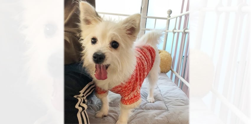 Carrot is a Small Female Terrier mix Korean rescue dog