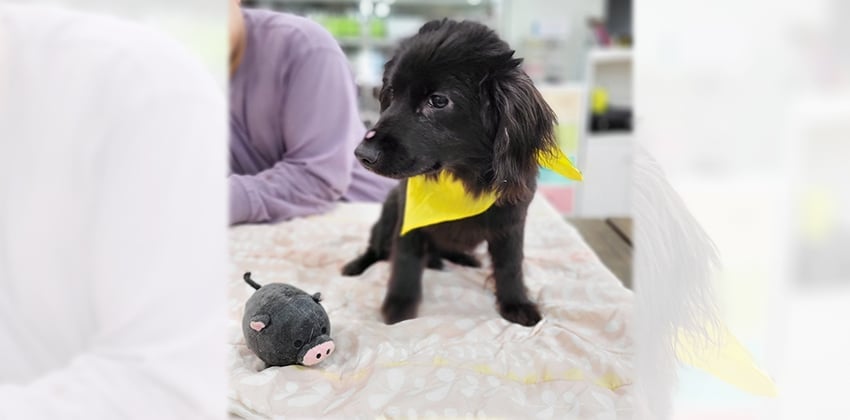 Chadol is a Small Male Cocker spaniel mix Korean rescue dog