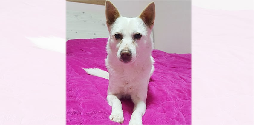 Chaeri is a Small Female Jindo mix Korean rescue dog
