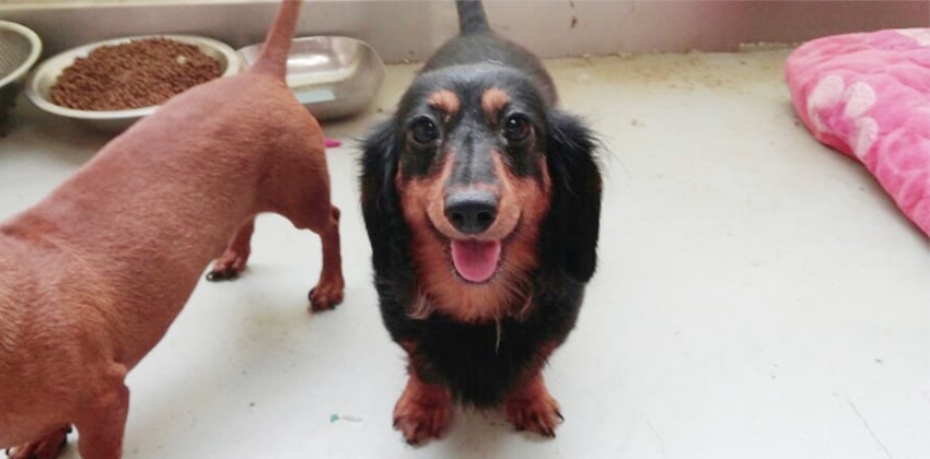 Chanel is a Small Female Dachshund mix Korean rescue dog