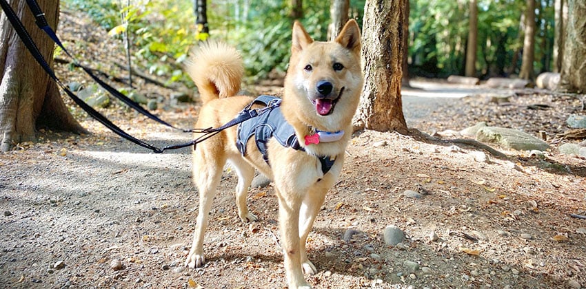 Chani is a Medium Male Shiba Inu mix Korean rescue dog