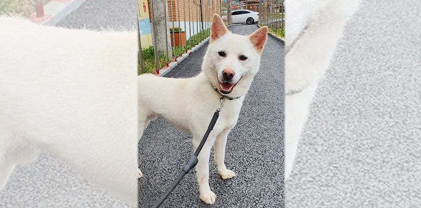 Chani is a Medium Male Jindo Korean rescue dog