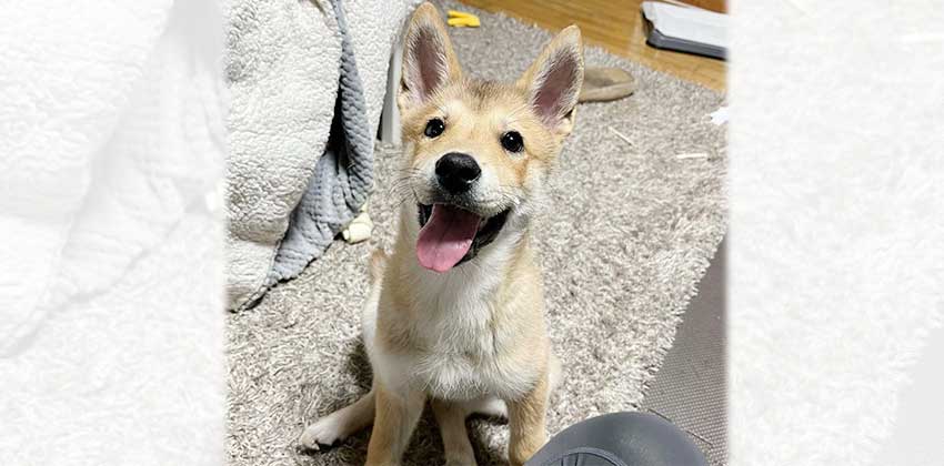 Chanmi is a Medium Female Jindo mix Korean rescue dog