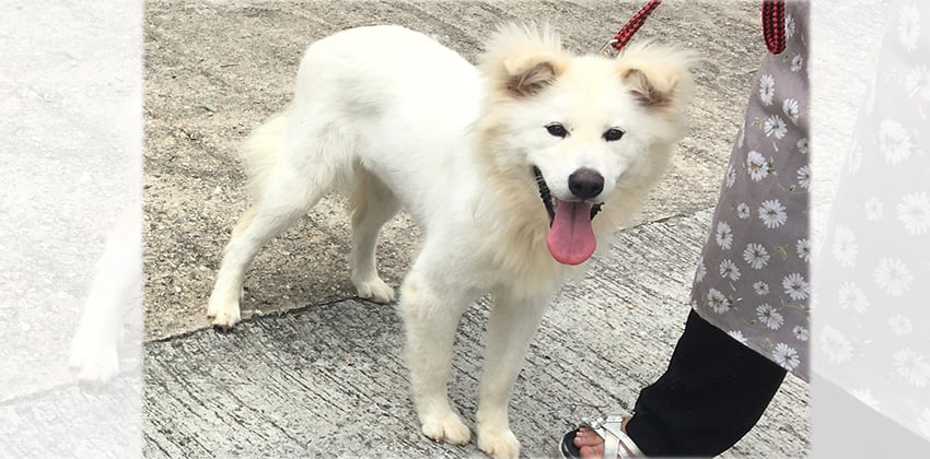 Chapsal is a Large Female Samoyed mix Korean rescue dog