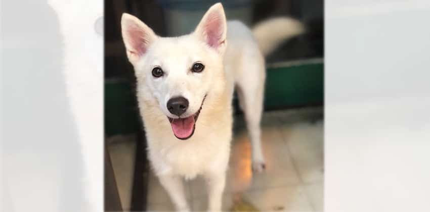 Roobee is a Small Female Jindo mix Korean rescue dog