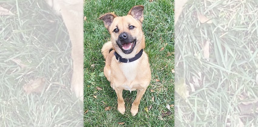 Charley is a Medium Male Jindo mix Korean rescue dog