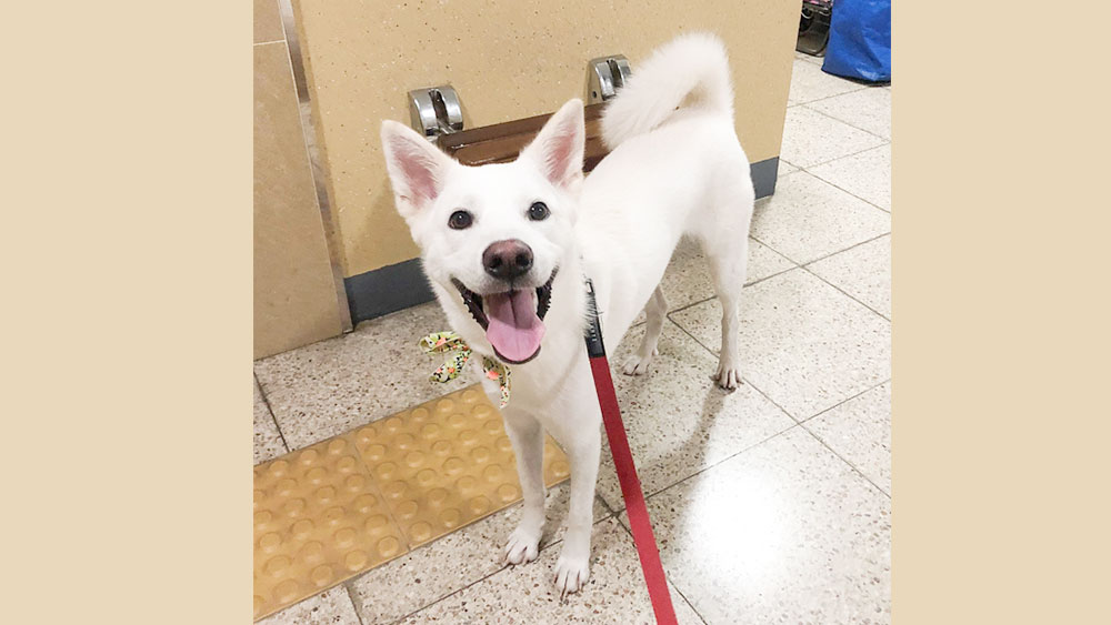 Charlie 3 is a Medium Male Jindo mix Korean rescue dog