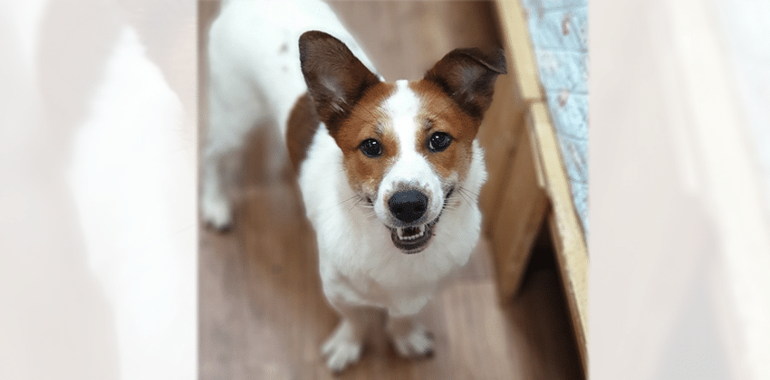Charlie 2 is a Medium Male Jack Russell Terrier mix Korean rescue dog