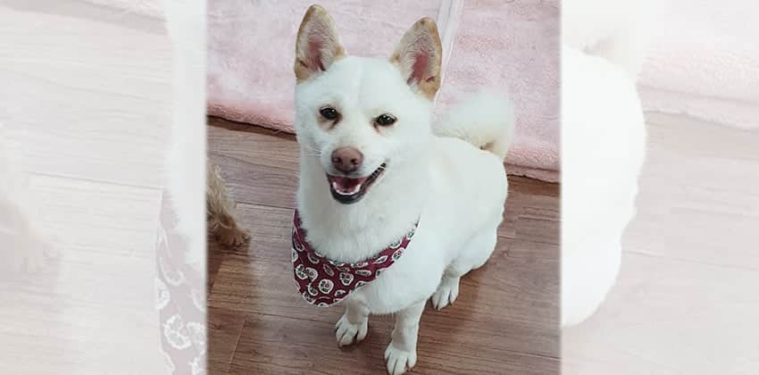Heesoo is a Small Female Spitz mix Korean rescue dog