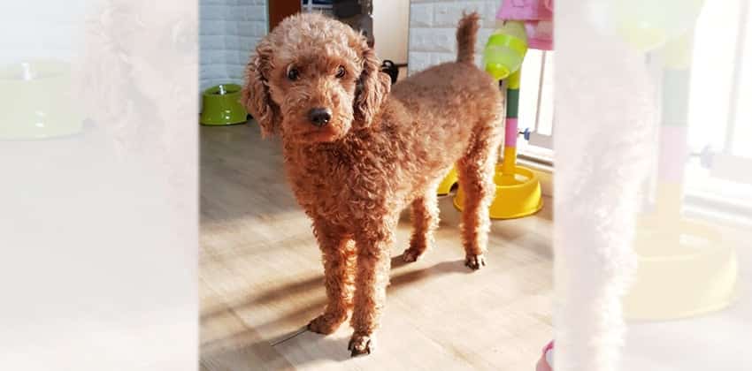 Cheol-min is a Small Male Poodle Korean rescue dog