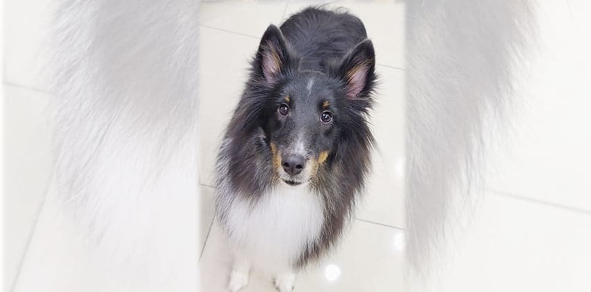 Cheolsoo is a Medium Male Shetland sheepdog Korean rescue dog