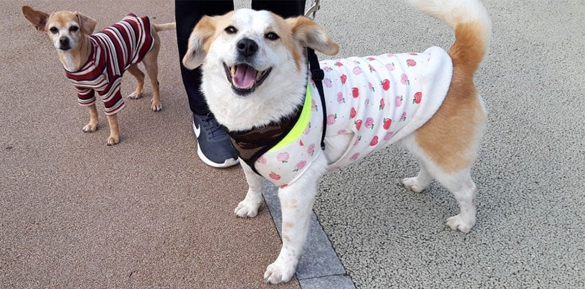 Cherry is a Medium Female Jindo mix Korean rescue dog