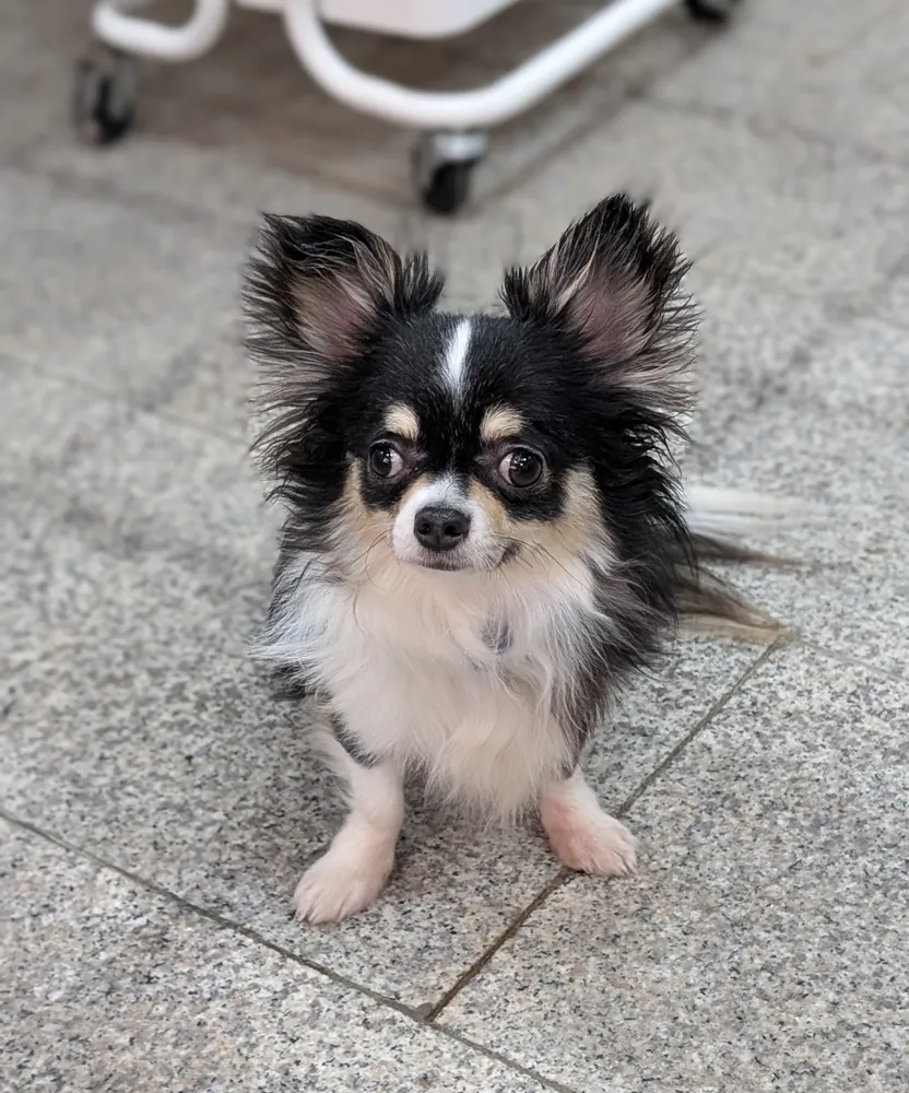 Chichi the Sweet Rescue Dog Looking for a Home.