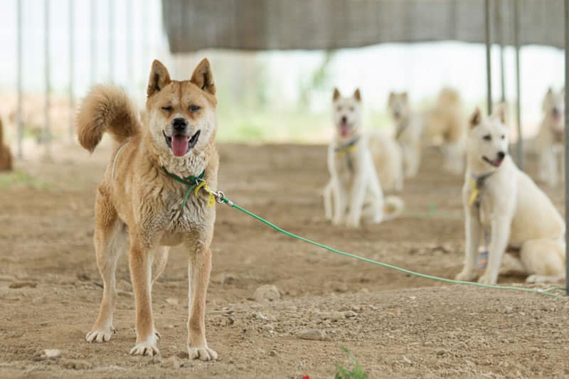 Rescue dogs from a dog meat farm.