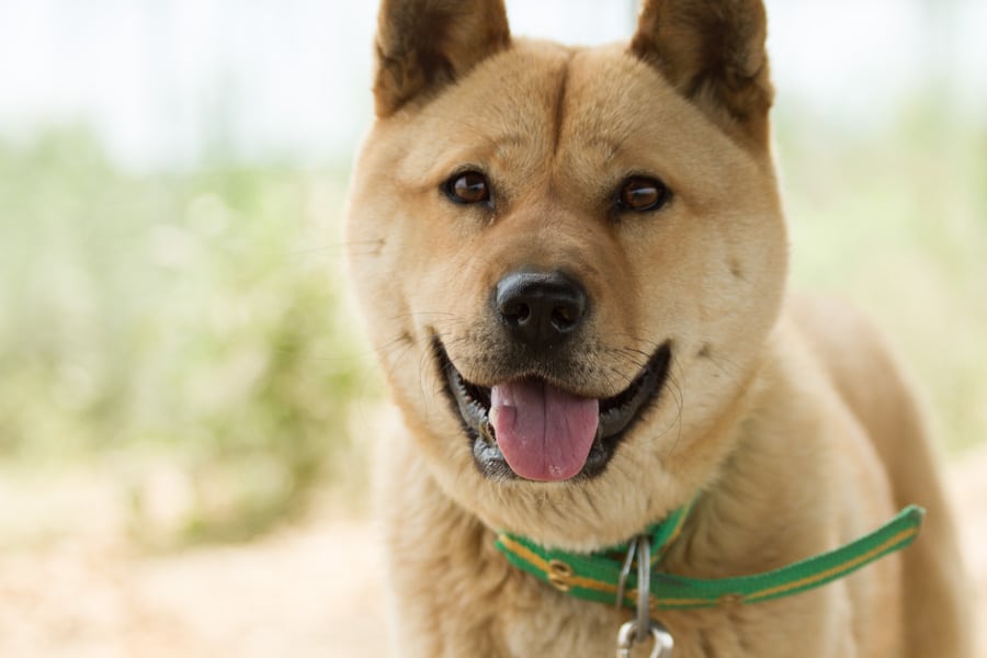 Rina is a Large Female Jindo Mix Korean rescue dog