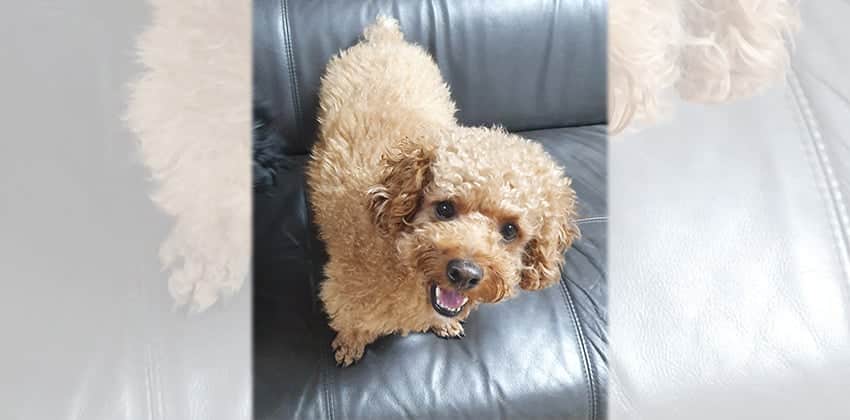 Chico 3 is a Small Male Poodle Korean rescue dog