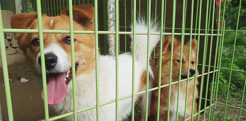 Childong is a Medium Male Jindo mix Korean rescue dog