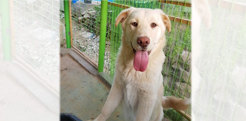 Chilly is a Large Male Labrador mix Korean rescue dog