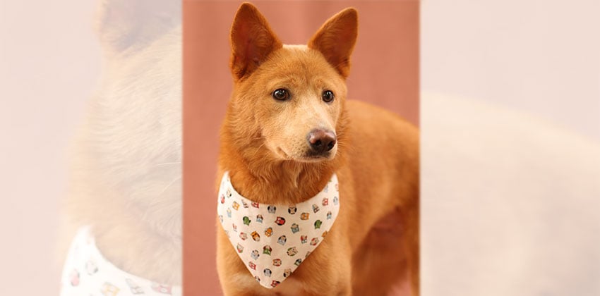 Cho-hee is a Medium Female Jindo Mix Korean rescue dog