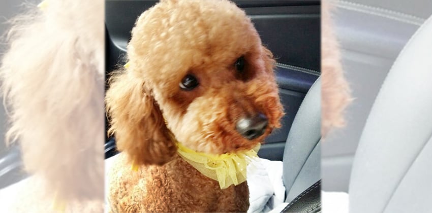 Choco is a Small Male Poodle Korean rescue dog