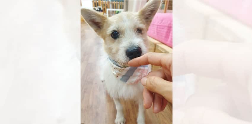 Cholang is a Small Male Cairn terrier mix Korean rescue dog