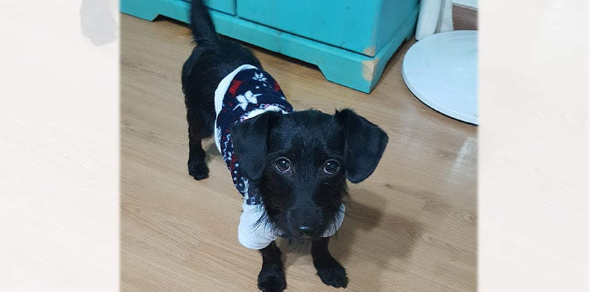 Chol-lang is a Small Male Mixed Korean rescue dog