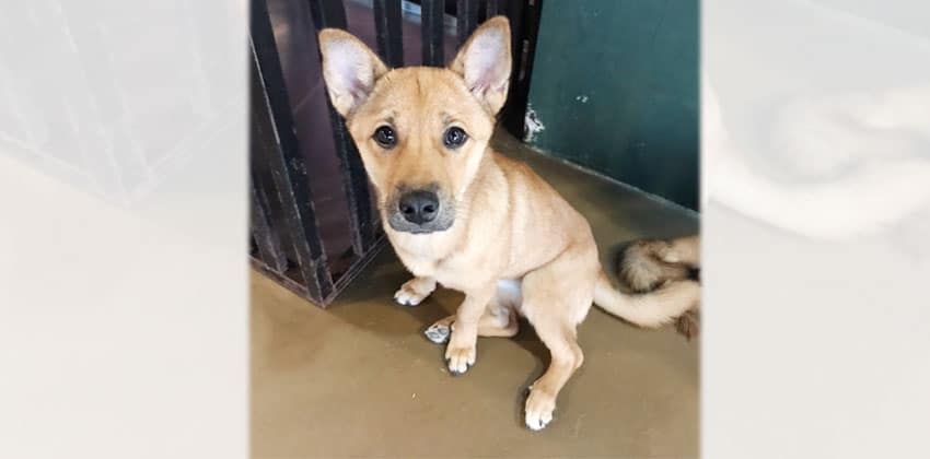 Chona is a Medium Female Jindo mix Korean rescue dog