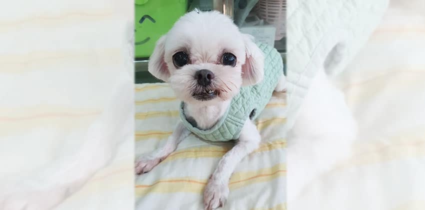 Chongmyung is a Small Male Maltese Korean rescue dog