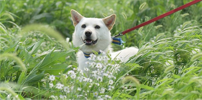 Choochoo is a Medium Female Jindo mix Korean rescue dog