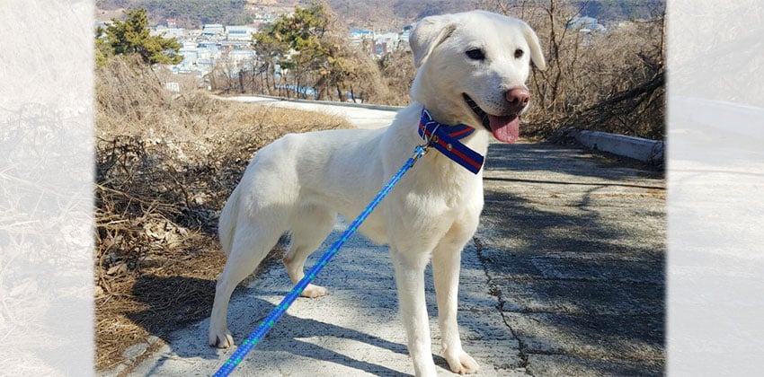 Chookbok is a Medium Female Jindo mix Korean rescue dog