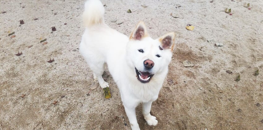 Chook-bok is a Medium Female Jindo Mix Korean rescue dog