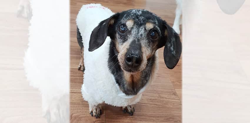 Choonja is a Small Female Dachshund Korean rescue dog