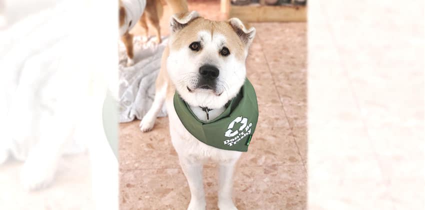 Chris is a Large Male Shiba Inu mix Korean rescue dog