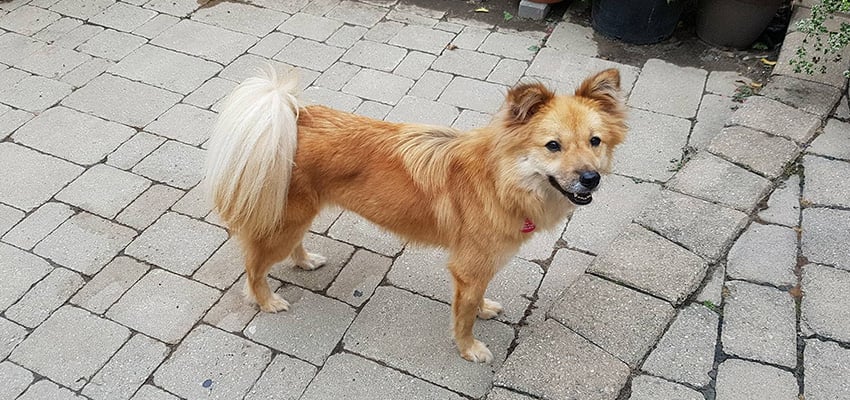 Chun-shim is a Large Female Jindo Korean rescue dog