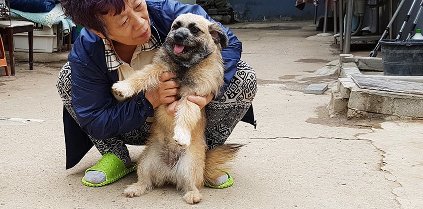 Chungsoon is a Small Female Terrier mix Korean rescue dog