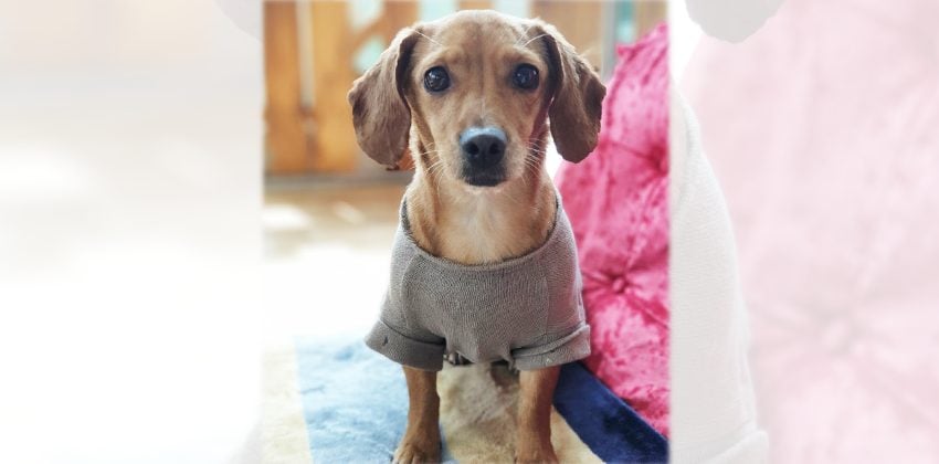 Choonsim is a Small Female Dachshund Korean rescue dog