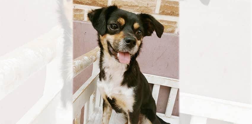 Cindy is a Small Female Balbali mix Korean rescue dog