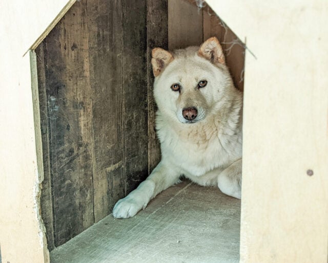 Cindy from dangjin dog farm
