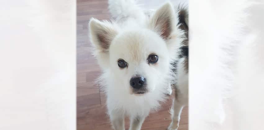 Cloud is a Small Male Spitz Korean rescue dog
