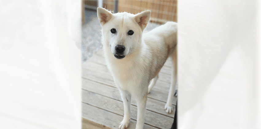 Cloud is a Medium Female Jindo Korean rescue dog