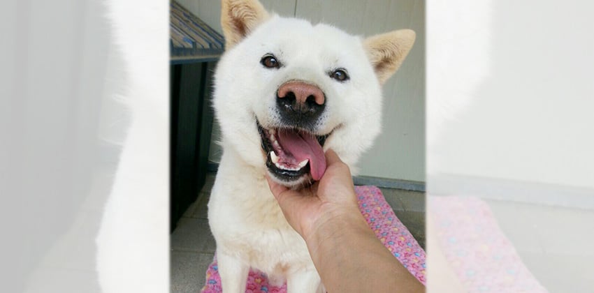 Claude is a Medium Male Jindo Korean rescue dog