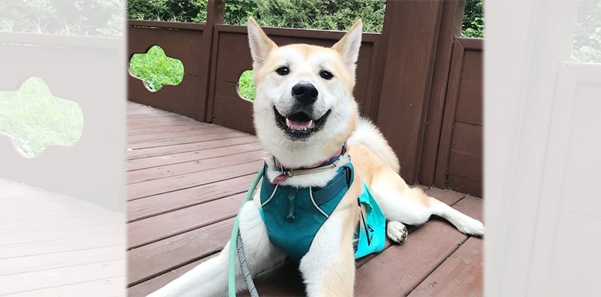 Cobean is a Medium Male Jindo mix Korean rescue dog