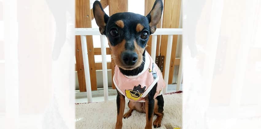 Coco is a Small Female Miniature Pinscher Korean rescue dog