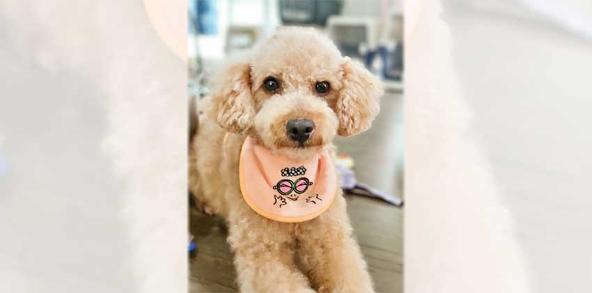 Coco 3 is a Small Male Poodle Korean rescue dog