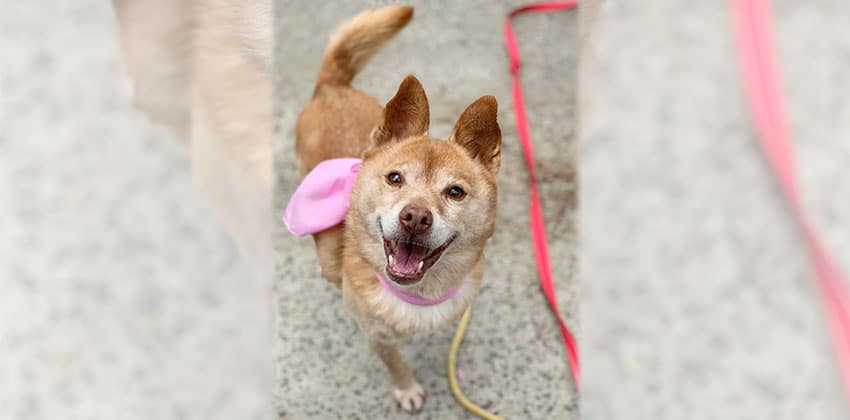 Coffee 2 is a Small Female Jindo mix Korean rescue dog