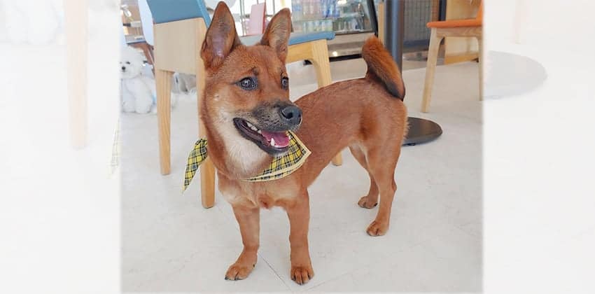 Cola is a Small Female Jindo mix Korean rescue dog