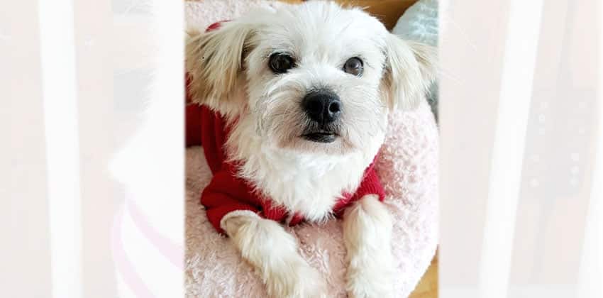 Collin is a Small Male Maltese mix Korean rescue dog