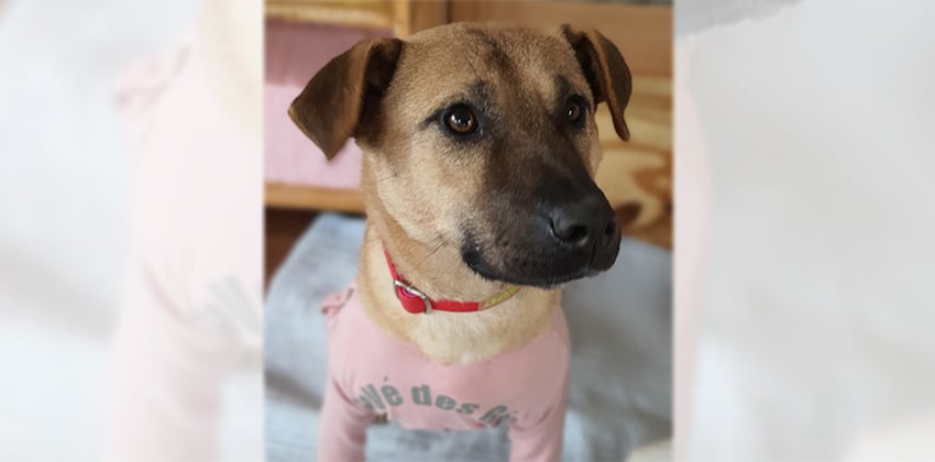 Cookie 3 is a Medium Female Jindo mix Korean rescue dog